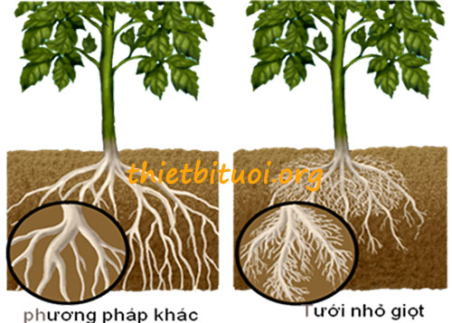 Nguyên lý hoạt động tưới nhỏ giọt