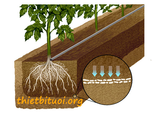 Nguyên lý hoạt động tưới nhỏ giọt