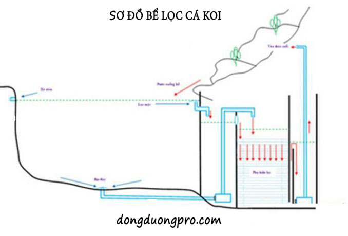 THIẾT KẾ HỆ THỐNG LỌC NƯỚC HỒ CÁ KOI