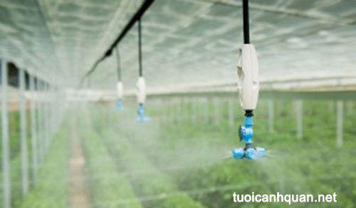 Giải pháp trồng rau sạch trong nhà lưới
