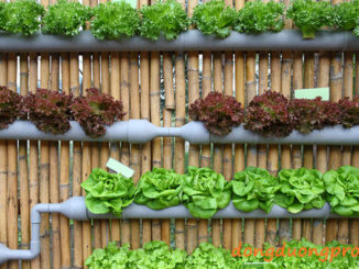 Mô hình vườn rau sạch tại nhà - Trồng trong ống PVC